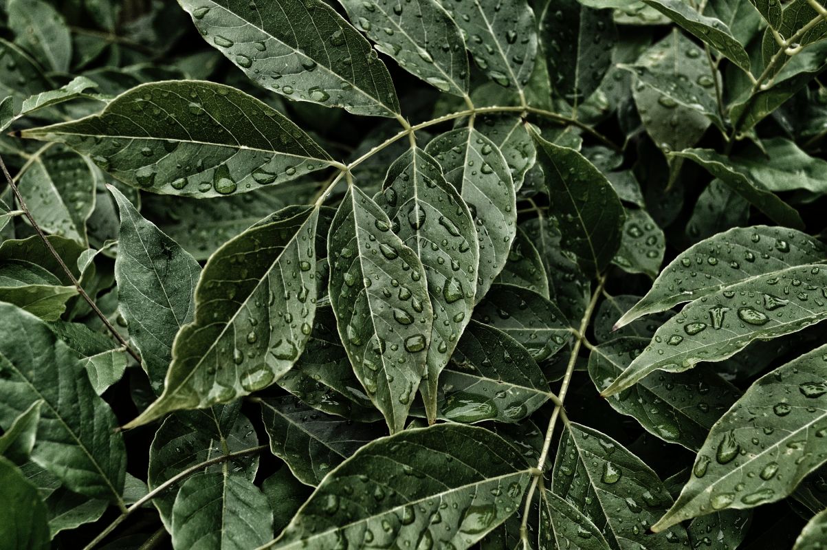 Green leaves with raindrops on them.