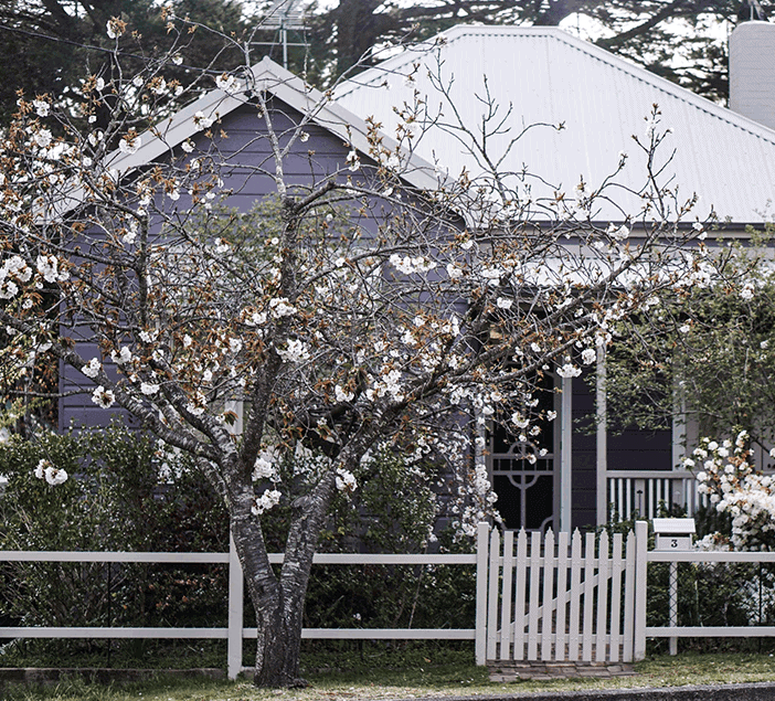 front of a cottage house in Australia with white/grey sheet roof protected by gutter mesh with behind a blossom tree.