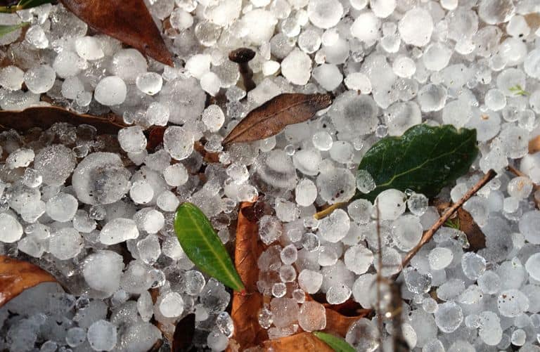 hail stones on the ground with leaves and twigs.
