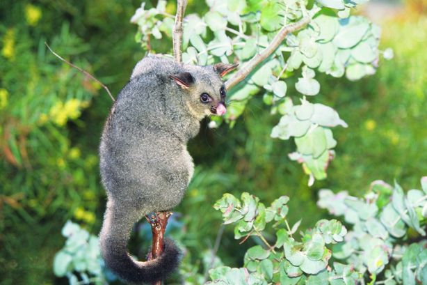 Australian possum on branch